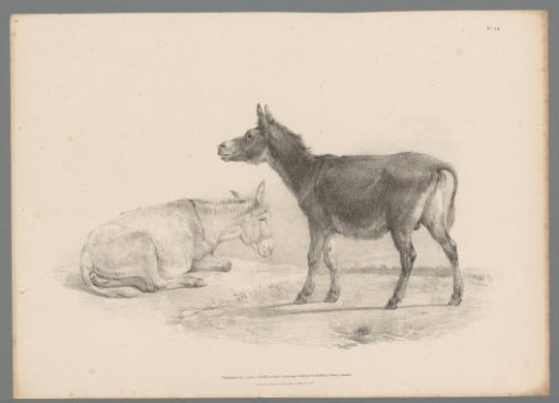 Two donkeys