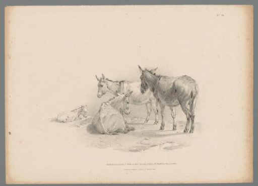 Four donkeys
