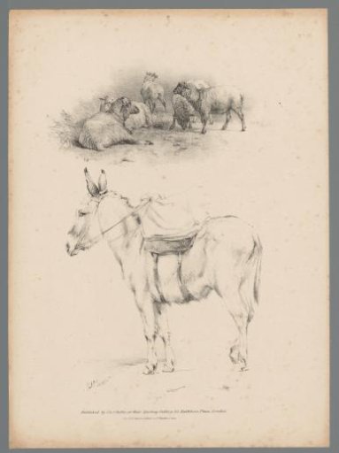 Donkey and a flock of sheep