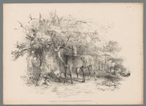 Two deer in a wood