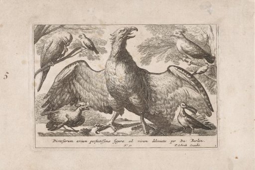 Eagle and Other Birds
