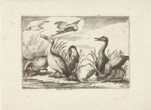 Waterfowl