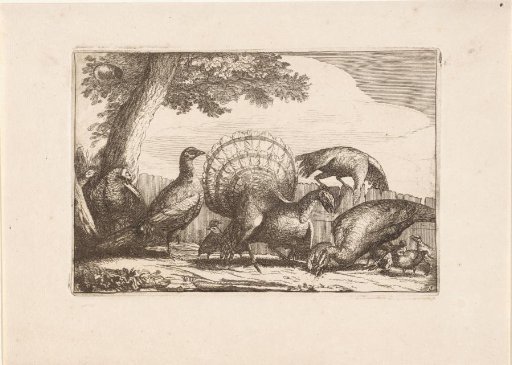 Peacocks and Turkeys