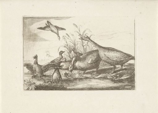 Ducks and Geese