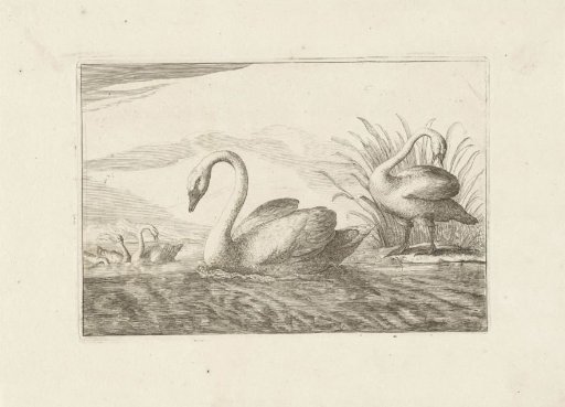 Swans