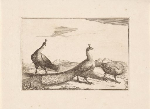 Three Peacocks