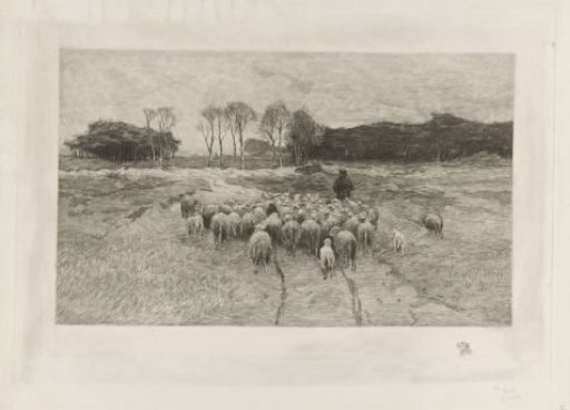 Shepherd
