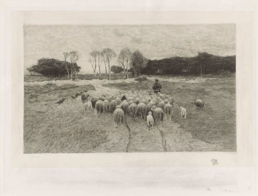 Shepherd