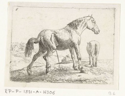 Urinating horse