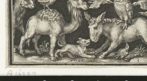 Owl on back of donkey attacked by birds