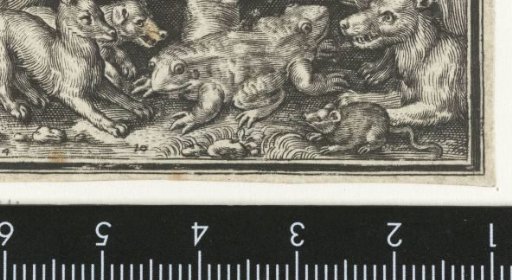 Two-headed toad or frog and other animals
