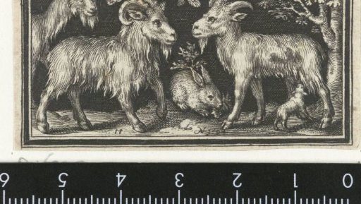 Goat and billy goat with young