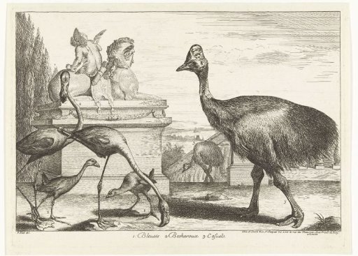 Cassowaries, purple coot and flamingos