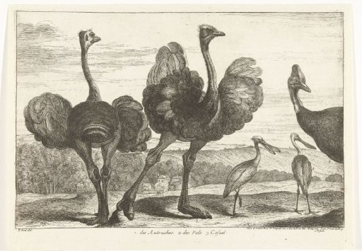 Ostriches, cassowary and spoonbill