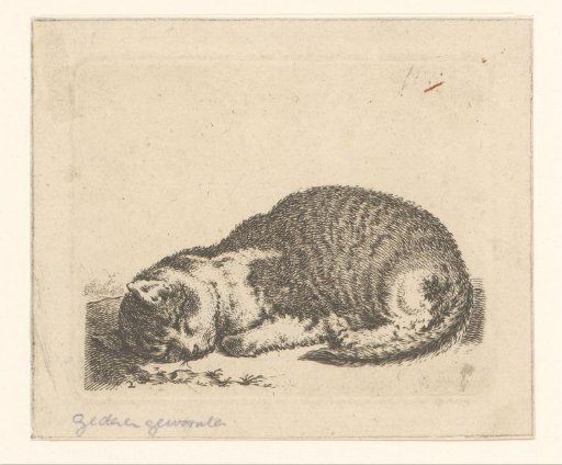 Sleeping Cat