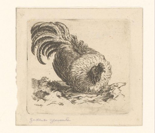 Sitting Rooster