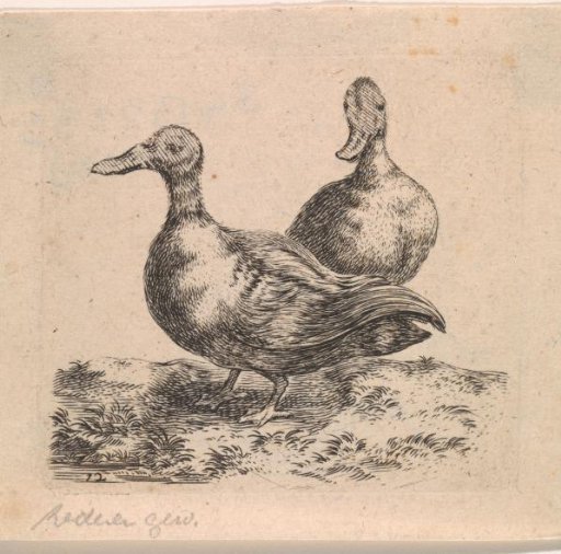 Two Ducks