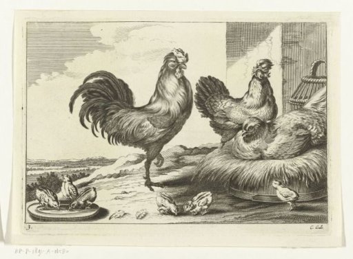Hen, roosters and chicks