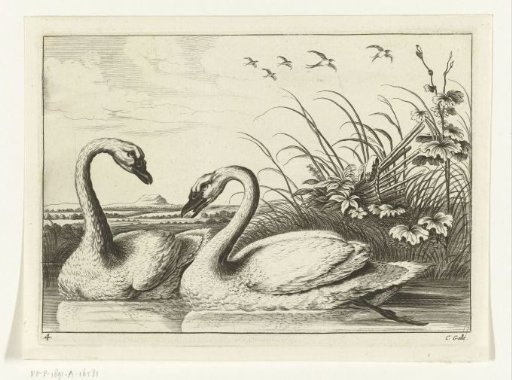 Two swans