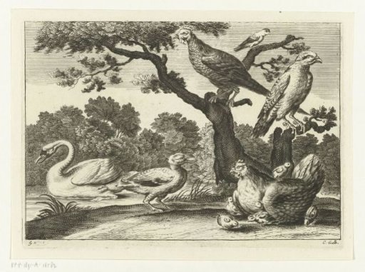 Swan, hen with chicks and other birds
