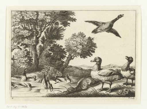 Ducks