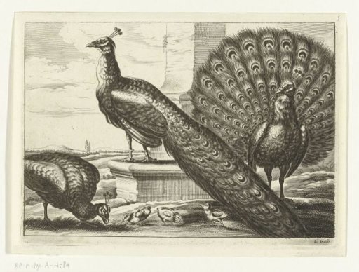 Peacocks