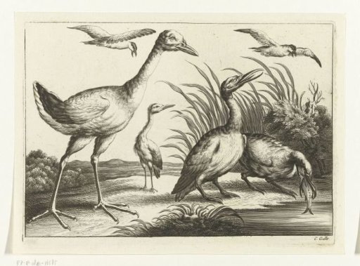 Waterfowl