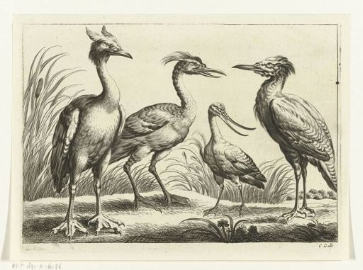 Four wading birds