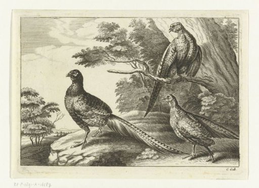 Three pheasants