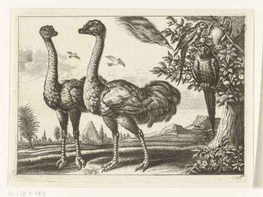 Two ostriches