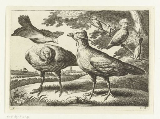 Cranes and a cockatoo