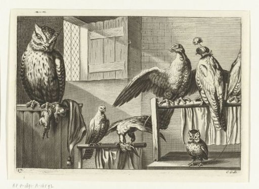 Falcons and owls in a barn