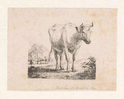 Cow in a landscape