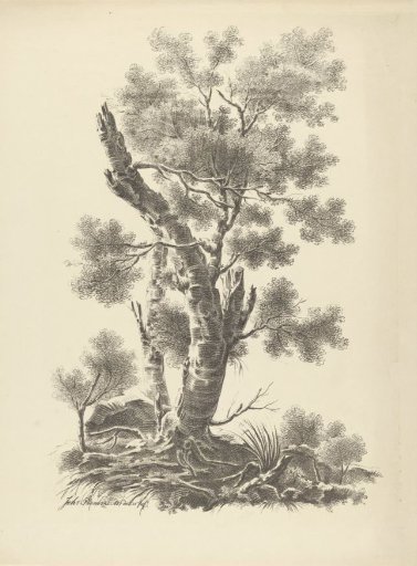 Broken Tree with Leaves