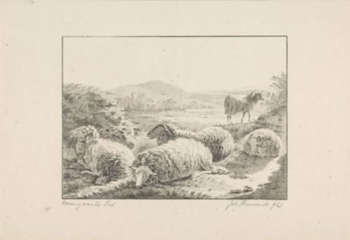 Five Sheep in a Meadow