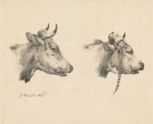 Two bull's heads