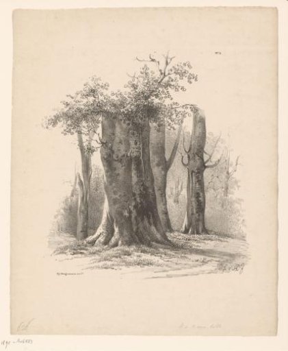 Trees in a forest