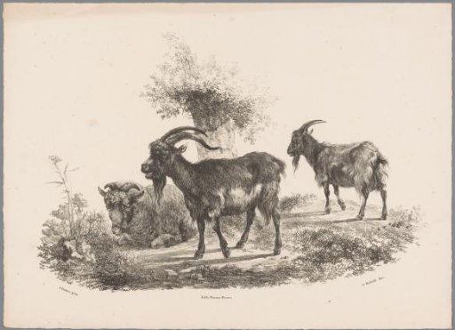 Two goats and a sheep by a tree