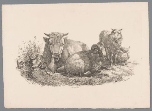 Cow, ram, and two sheep
