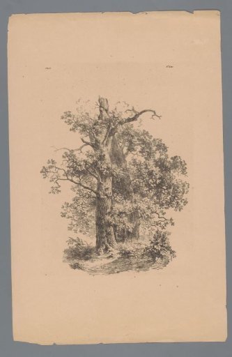 Group of trees