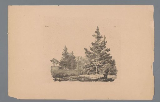 Landscape with pine trees