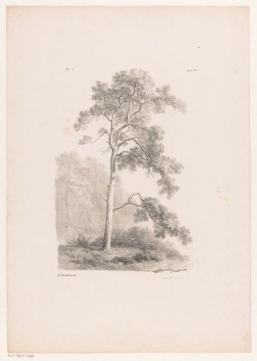 Tree in a landscape