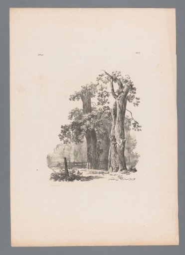 Two trees and a fence