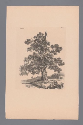 Tree in a landscape