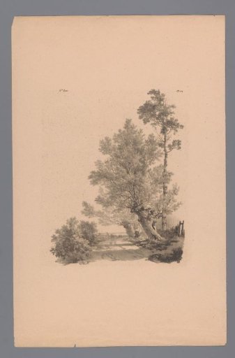 Country road with pollard willows