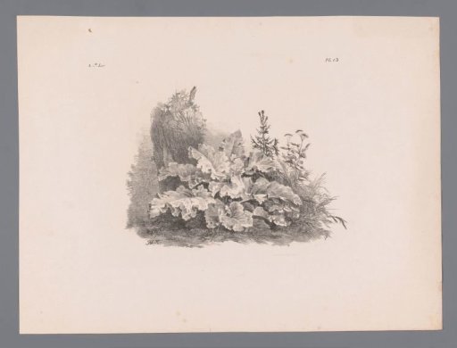 Plants Near a Tree