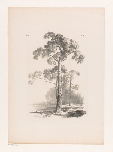 Tree in a landscape