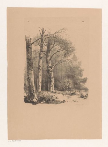 Three trees in a wood