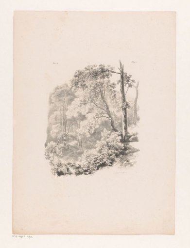 Woodland view