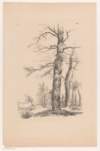 Trees and bridge in a landscape